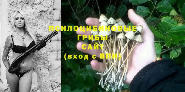 индика Бородино